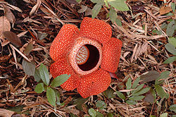 250px-Rafflesia_80_cm.jpg