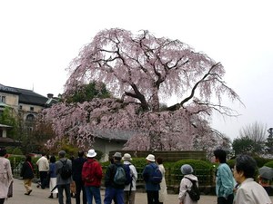円山公園しだれ桜１1.jpg